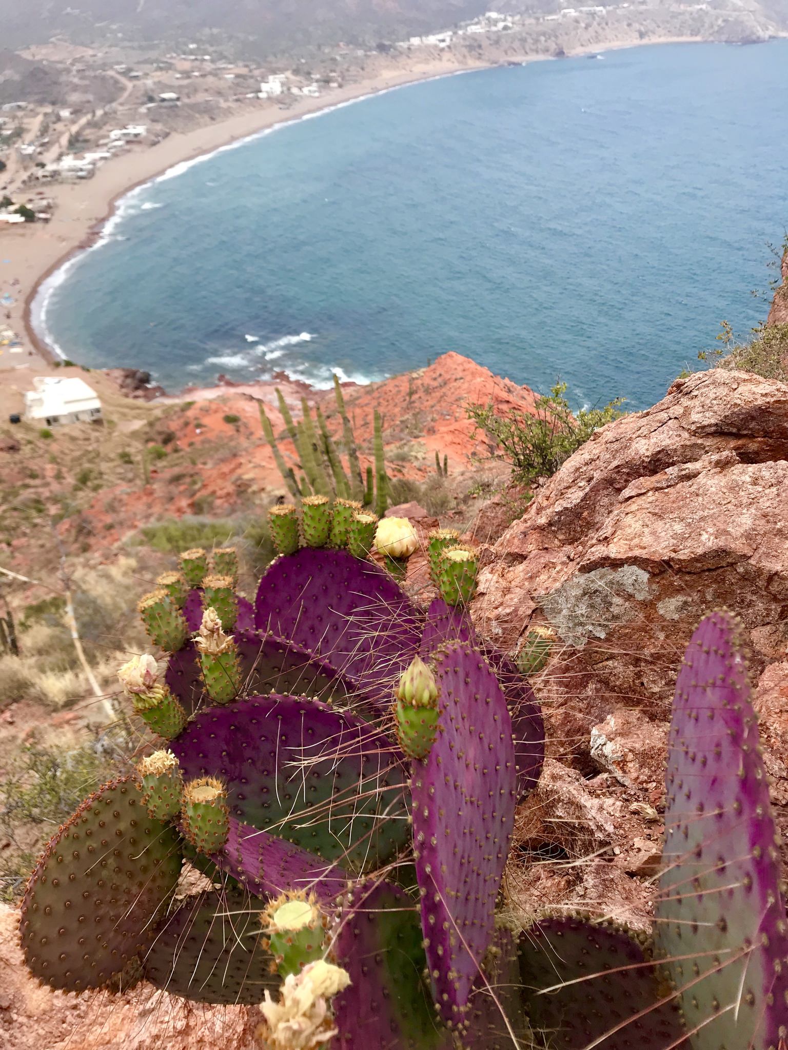 Opuntia gosseliniana